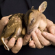 Image for article titled Five-Point Frenzy: When Deer Meets Car